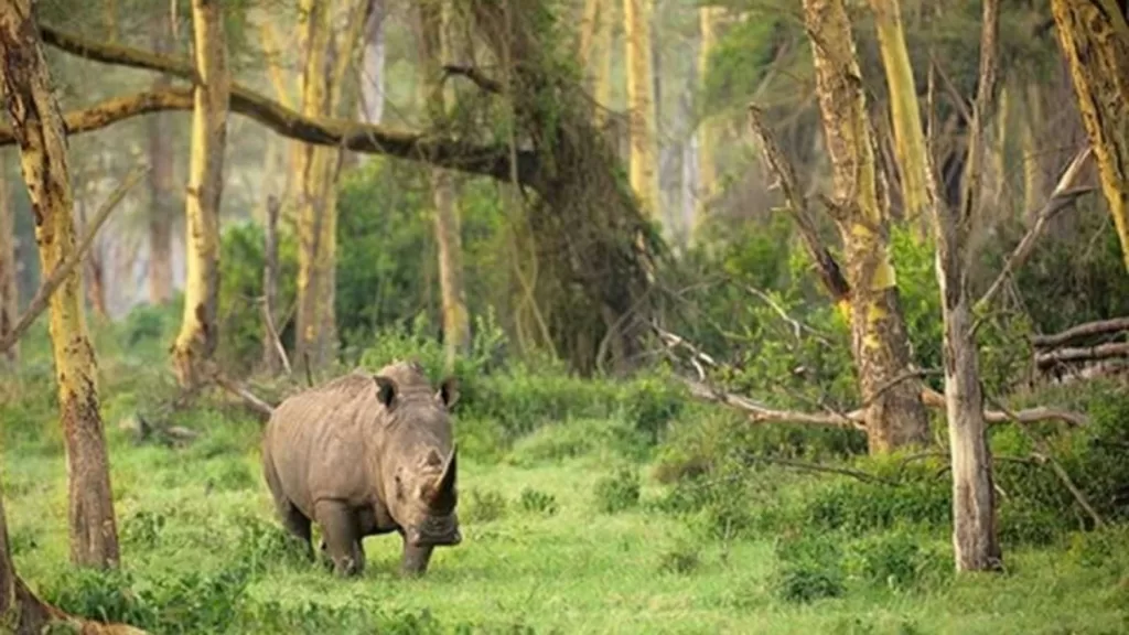 Menjelajahi Keindahan Alam di Taman Nasional Ujung Kulon, Habitat Badak Jawa